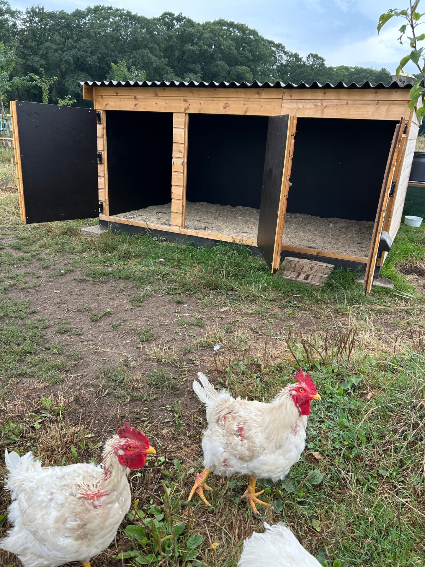 Beeld 3 bij Een veilig onderkomen voor hanen bij Sanctuary Dierbaar.