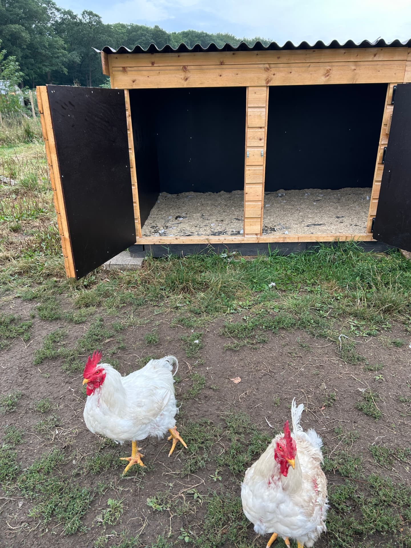 Beeld 1 bij Een veilig onderkomen voor hanen bij Sanctuary Dierbaar.