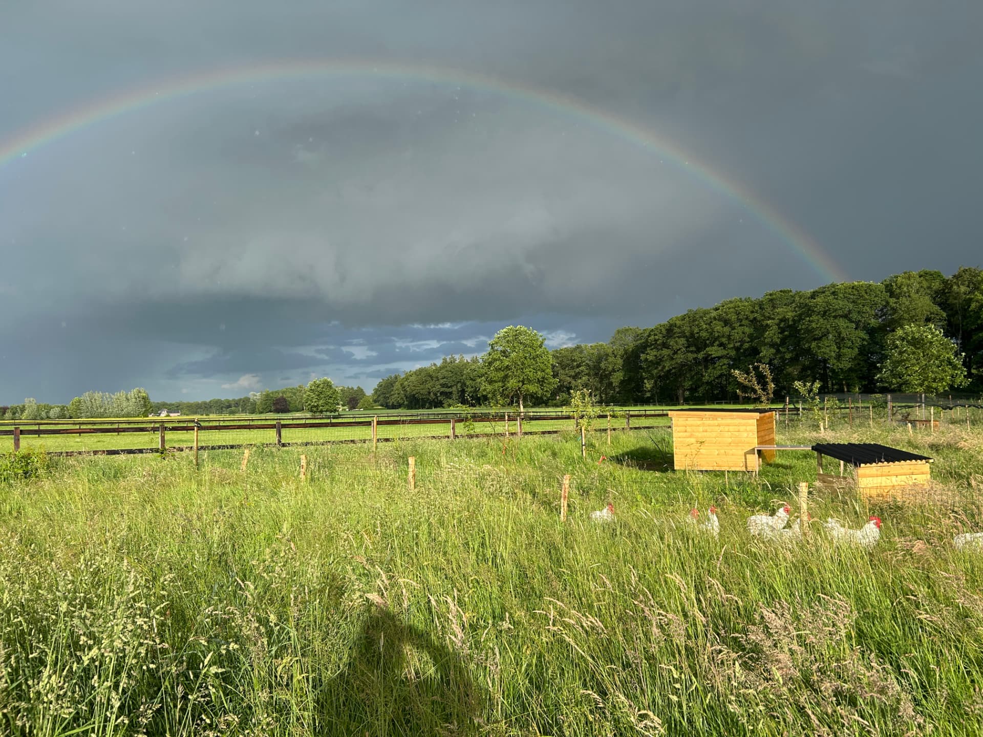 Een veilig onderkomen voor hanen bij Sanctuary Dierbaar, Sanctuary Dierbaar, Nederland.