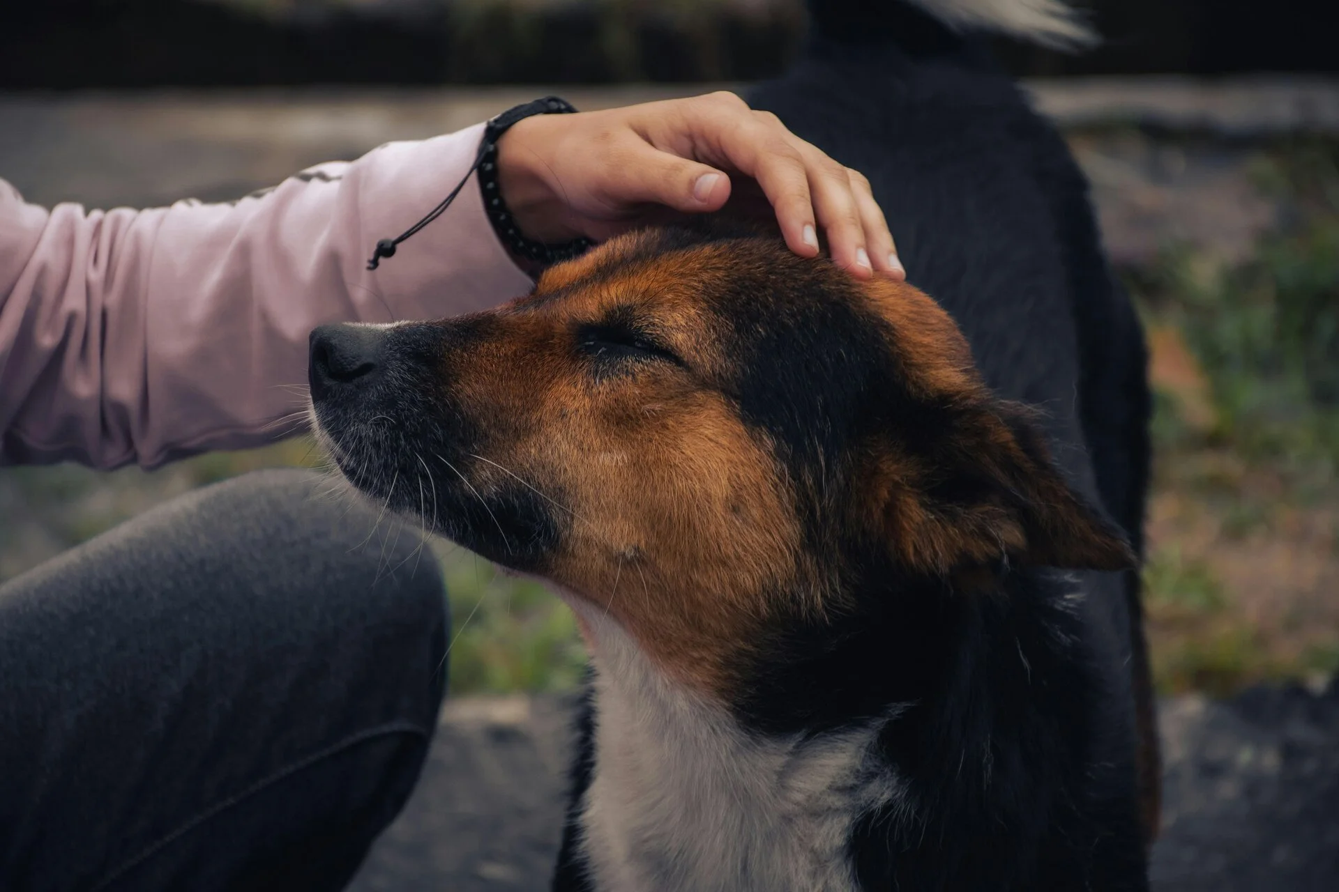 Een hond wordt met zorg aangeraakt door een vrijwilliger van WWAR.
