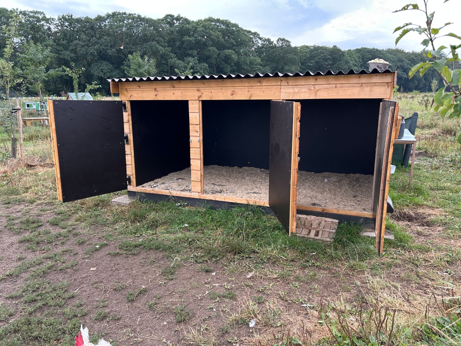 Beeld 2 bij Een veilig onderkomen voor hanen bij Sanctuary Dierbaar.